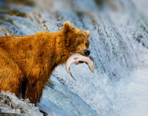 Accountancy Practices Learn to Thrive in Turbulent Times.